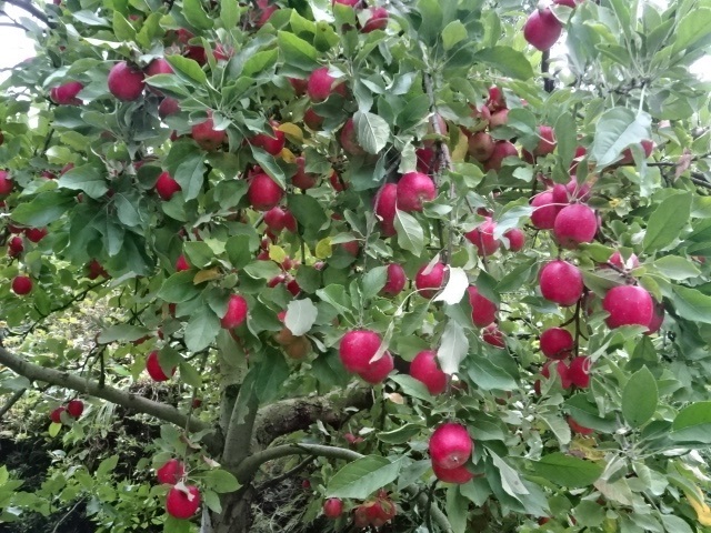 りんご1.jpg
