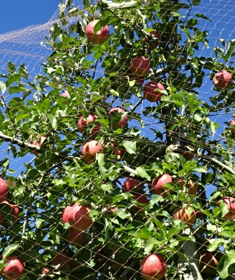 りんご3.jpg