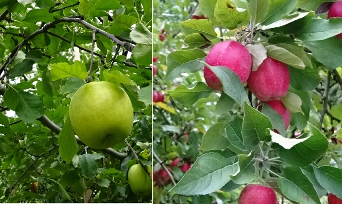 りんご4.jpg