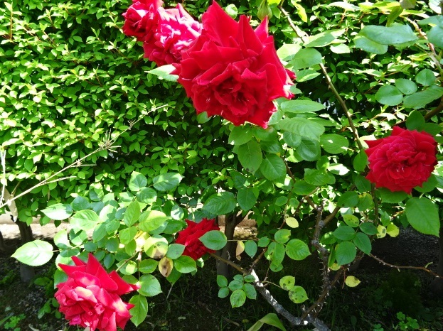 咲いたバラ2.jpg