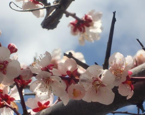 杏の花.jpg