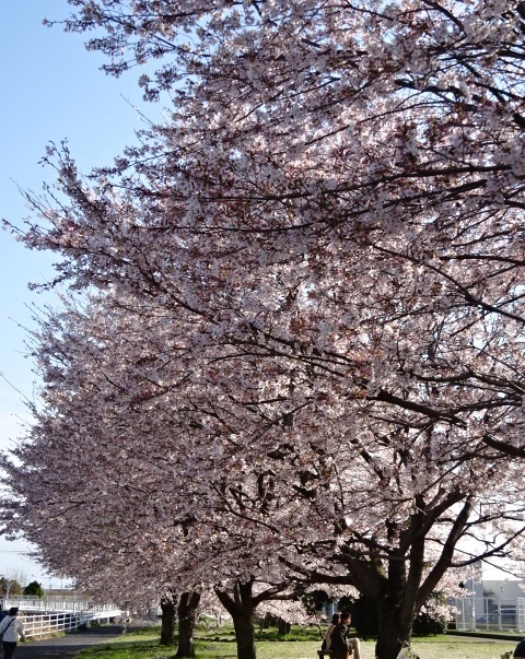 桜0.jpg