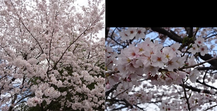 桜10.jpg