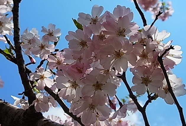 桜色2.jpg