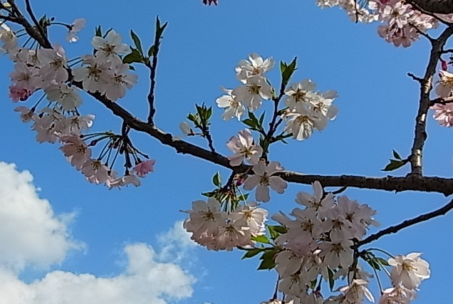 桜色3.jpg