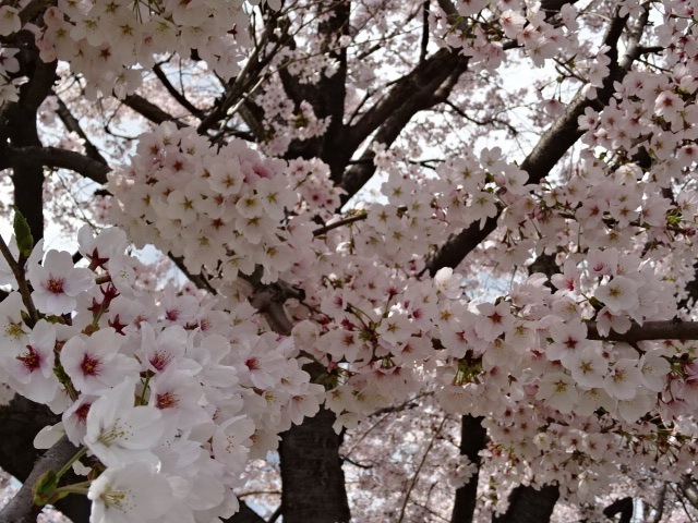 桜５.jpg