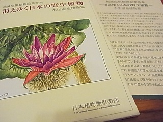 植物画1.jpg
