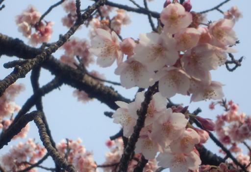 熱海桜2.jpg