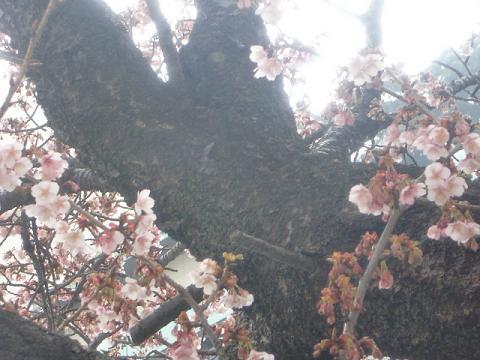 熱海桜3.jpg