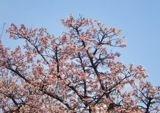 熱海桜１.jpg
