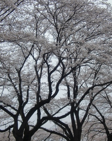見頃を迎えた桜2.jpg