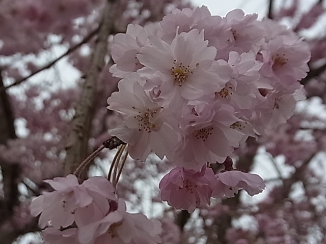 見頃を迎えた桜5.jpg