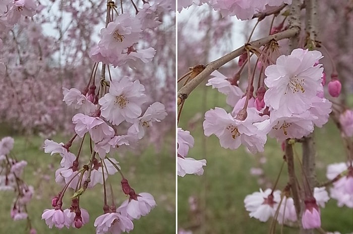 見頃を迎えた桜8.jpg