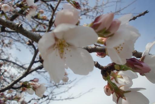 近所の桜.jpg