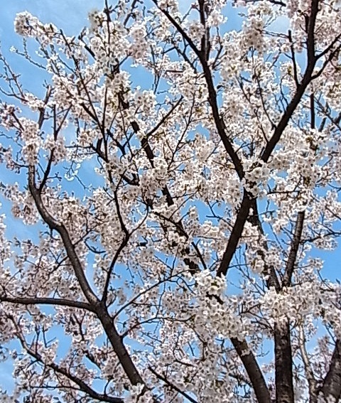 近所の桜1.jpg