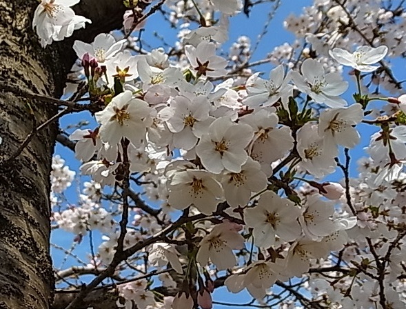 近所の桜2.jpg