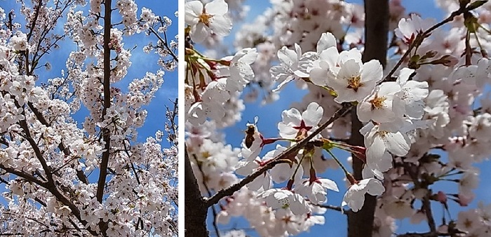 近所の桜3.jpg