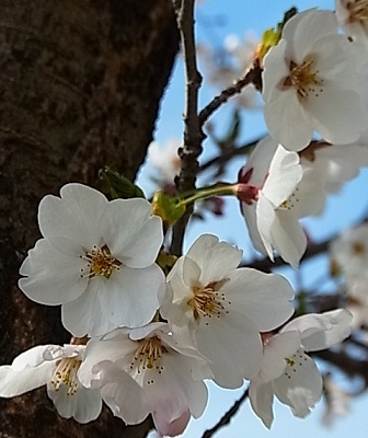 近所の桜4.jpg