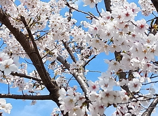 近所の桜5.jpg