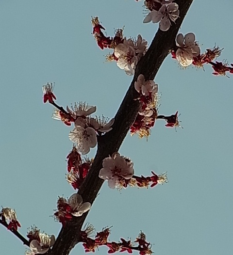 近所の桜6.jpg
