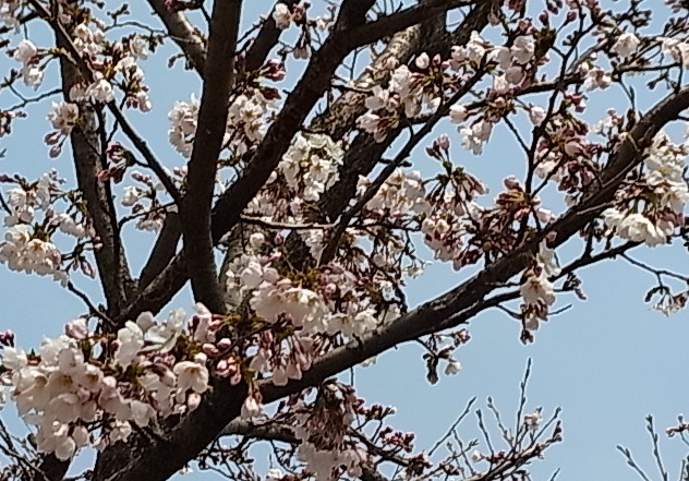 近所の桜7.jpg