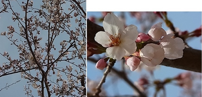 近所の桜8.jpg