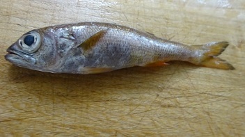 魚4.jpg