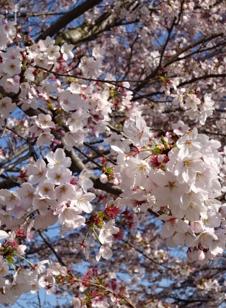 ６桜.jpg